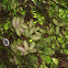 Unknown spotting