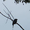 Greater Racket Tailed Drongo