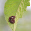 Stink Bug Nymphs