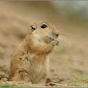 Indian Desert Jird