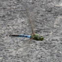 common green darner
