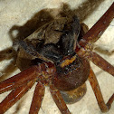 Huntsman spider (mom)