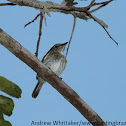Buff-cheeked Tody-Flycatcher