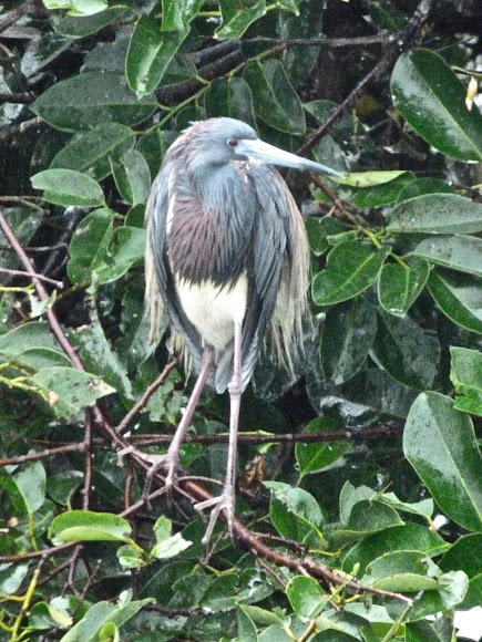 Spotting Image 1