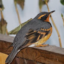 Varied Thrush