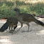 Chachalaca