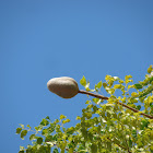 Swietenia mahagoni