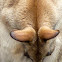 Agile Wallaby