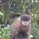 Monkey Nail