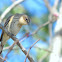 (Myrtle) Yellow-rumped Warber