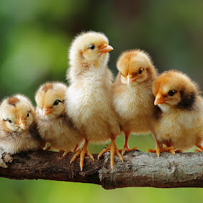 Group portrait of cute chicks by Prachit Punyapor - Animals Other ( chicken, babies, chick, new born, family, feature, group, birds, animal )