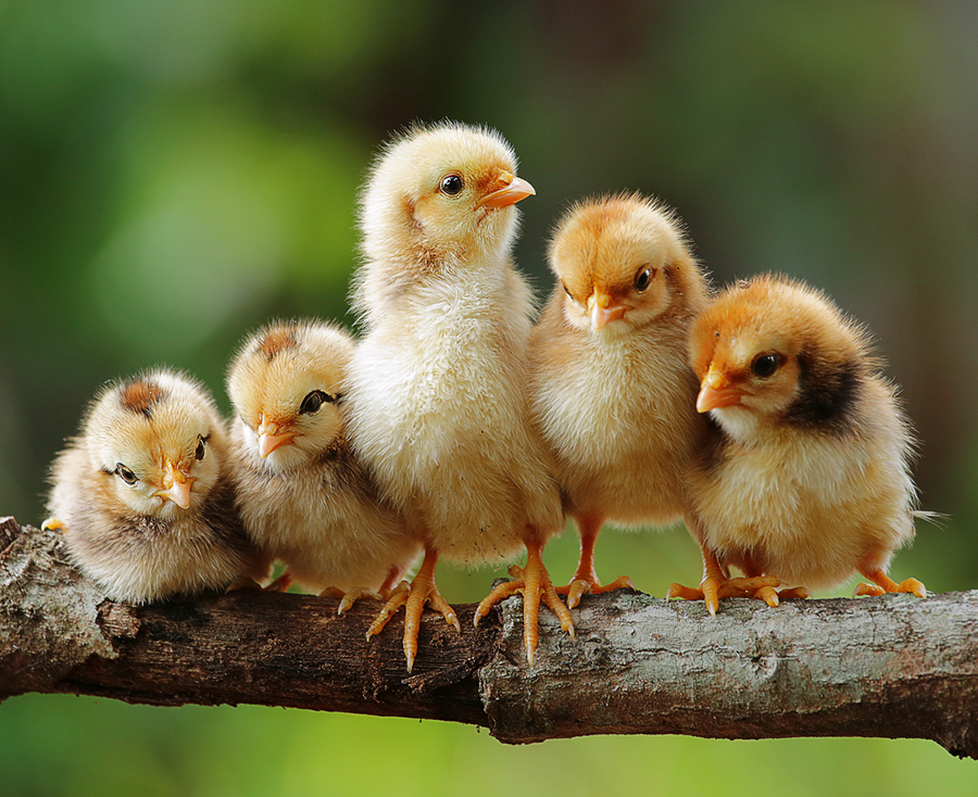 Group portrait of cute chicks by Prachit Punyapor - Animals Other ( chicken, babies, chick, new born, family, feature, group, birds, animal )