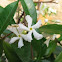 Star Jasmine