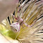 Flower Crab Spider