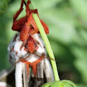 Cecropia Moth