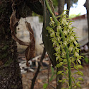 Orchid