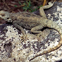 The Caucasian agama