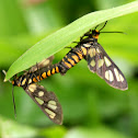 butterfly mating :)