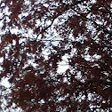 White oak