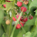 Raspberry / Bringebaer