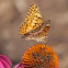Variegated Fritillary