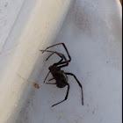 black widow