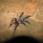 Tarantula
