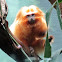 Golden Lion Tamarin