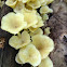 Wood clitocybe