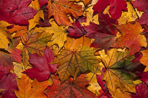 Winter 2014 colour trends