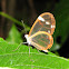 Glasswinged butterfly