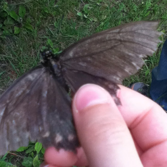 Spotting Image 1