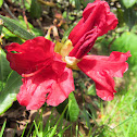 Red Azalea