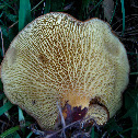 The underside of a brown capped-mushroom (1 of 2)
