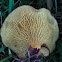 The underside of a brown capped-mushroom (1 of 2)