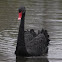 Black Swan