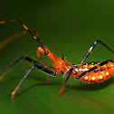 Assasin Bug Nymph