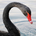Black Swan