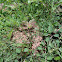 Red ants
