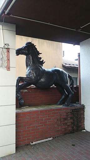 Brack Horse