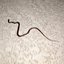 Pine Woods Litter Snake