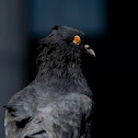 Pigeon