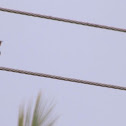 Barn Swallow