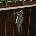Tufted titmouse
