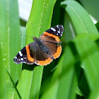 Red Admiral butterfly