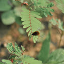 Bee fly