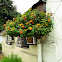 lantana