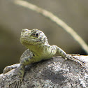Spiny Whorltail Iguana