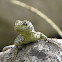 Spiny Whorltail Iguana