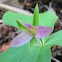 Western Trillium
